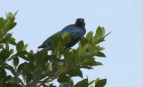 Rüppell's Starling