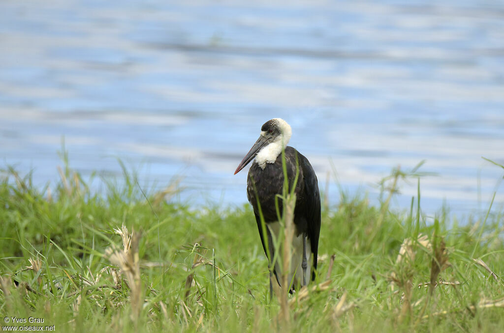 African Woolly-necked Stork