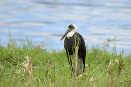 Cigogne à pattes noires