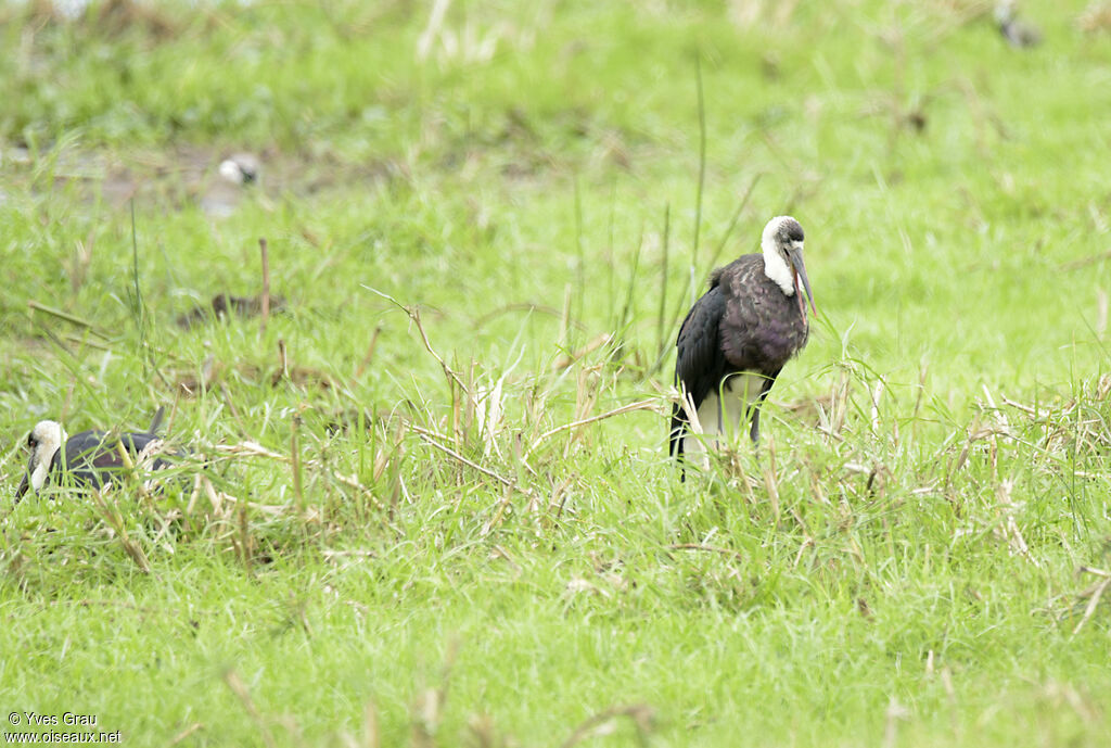 African Woolly-necked Stork