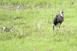 African Woolly-necked Stork