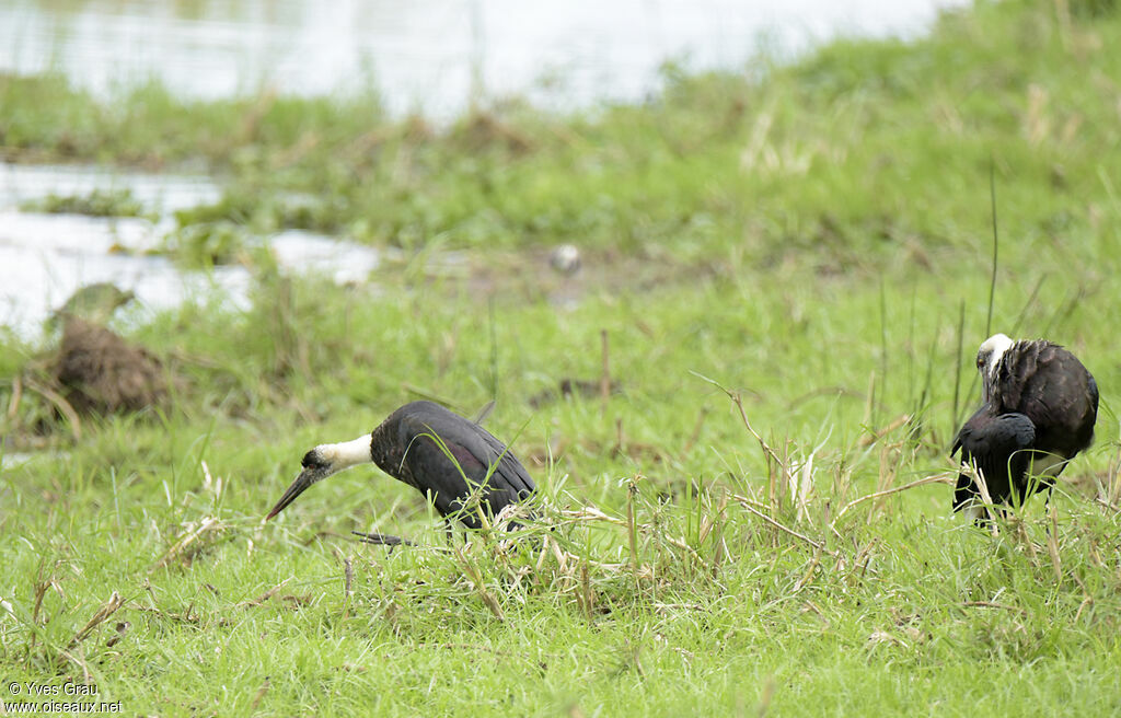 Cigogne à pattes noires