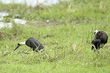 Cigogne à pattes noires