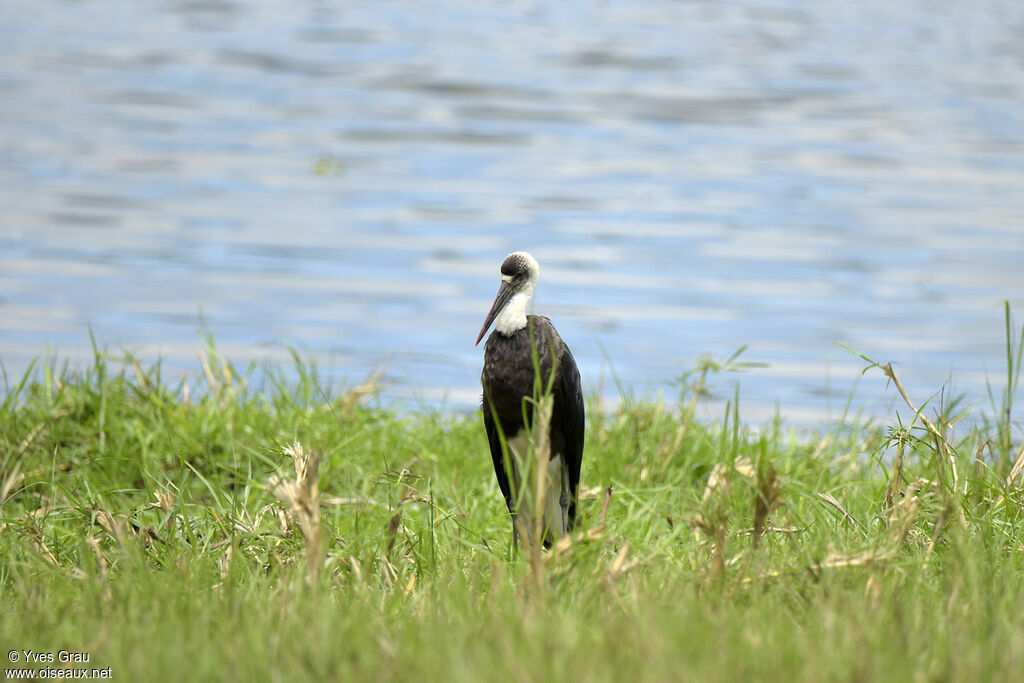 Cigogne à pattes noires