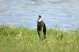 Cigogne à pattes noires