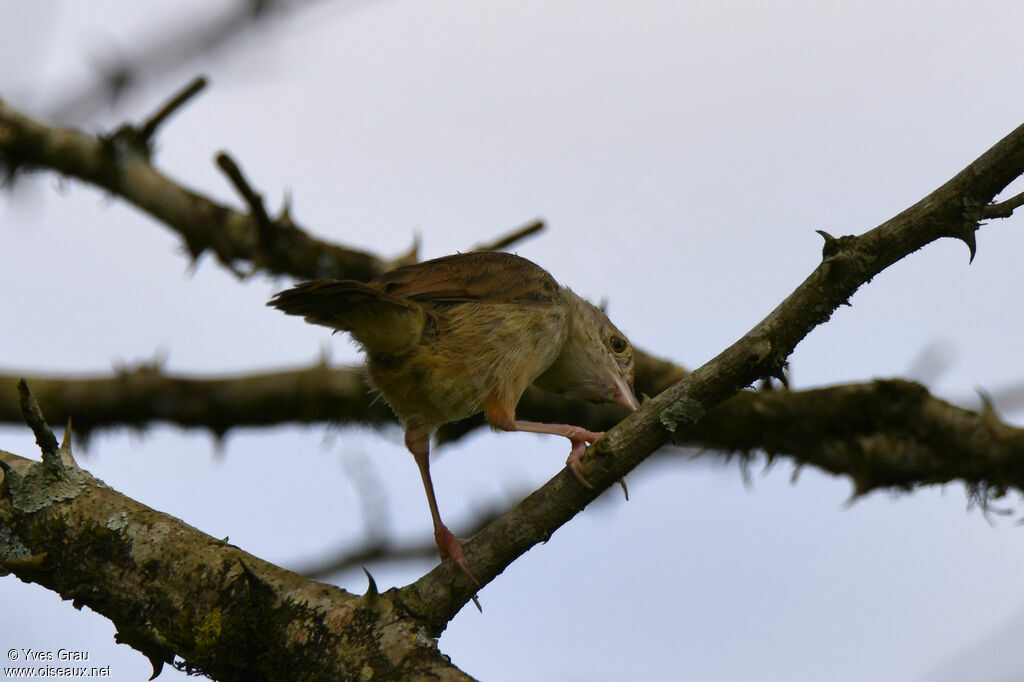 Cisticole à ailes courtes