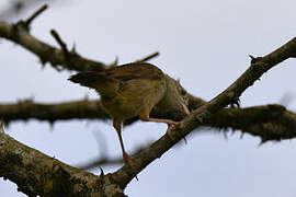 Cisticole à ailes courtes