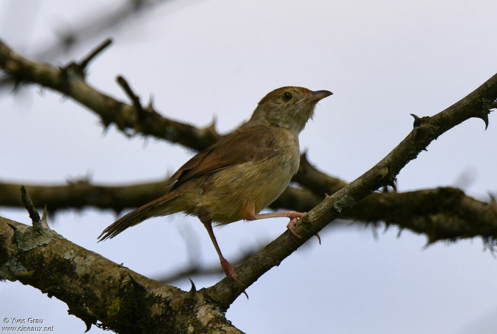 Cisticole à ailes courtes