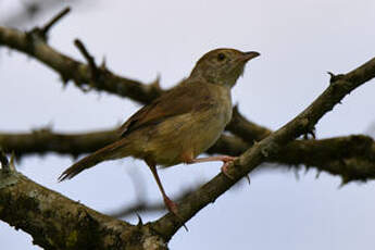 Cisticole à ailes courtes