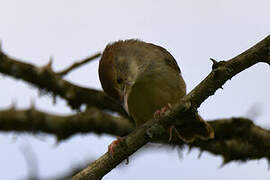 Short-winged Cisticola