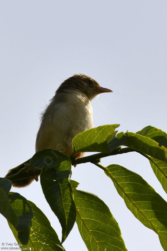 Red-faced Cisticola