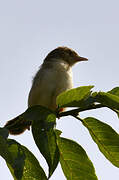 Red-faced Cisticola