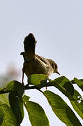 Red-faced Cisticola