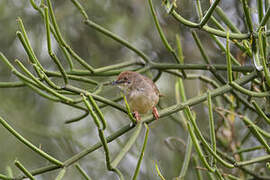 Red-faced Cisticola