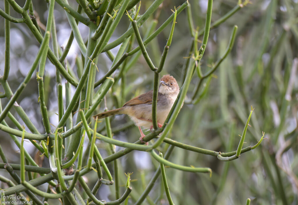 Red-faced Cisticola