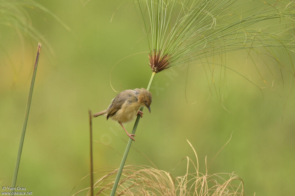 Red-faced Cisticola