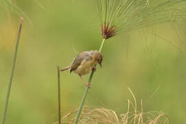 Red-faced Cisticola