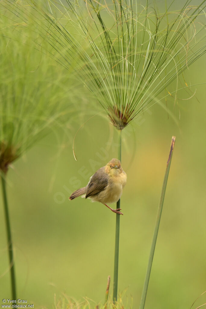 Red-faced Cisticola