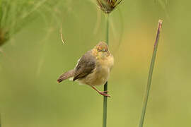 Red-faced Cisticola