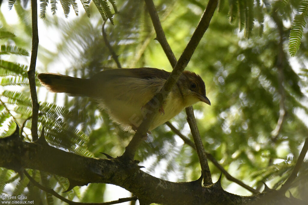 Red-faced Cisticola