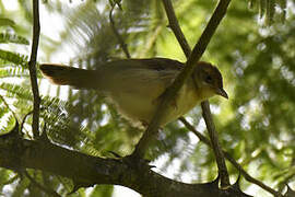 Red-faced Cisticola