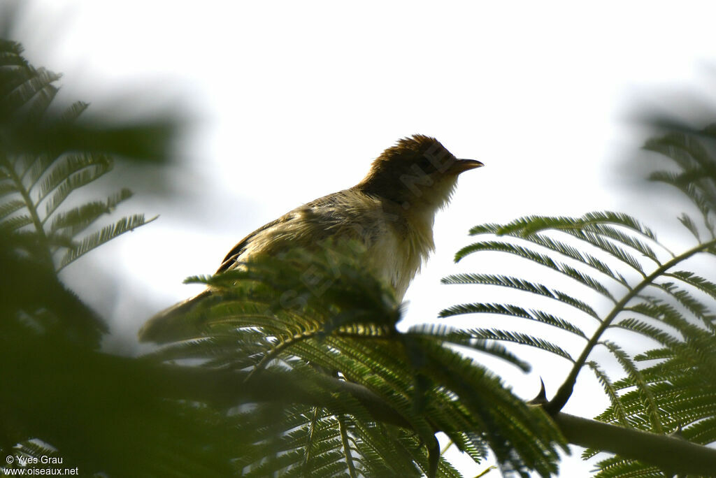 Red-faced Cisticola