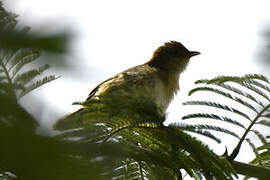 Red-faced Cisticola