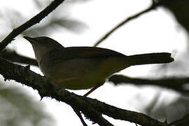 Red-faced Cisticola