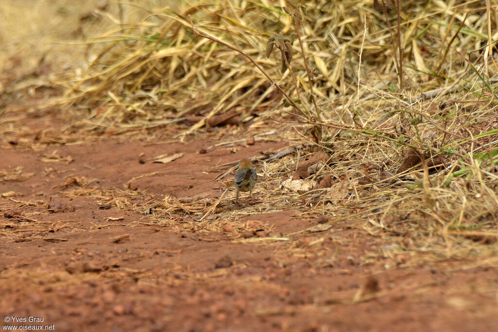 Long-tailed Cisticola