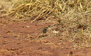 Long-tailed Cisticola