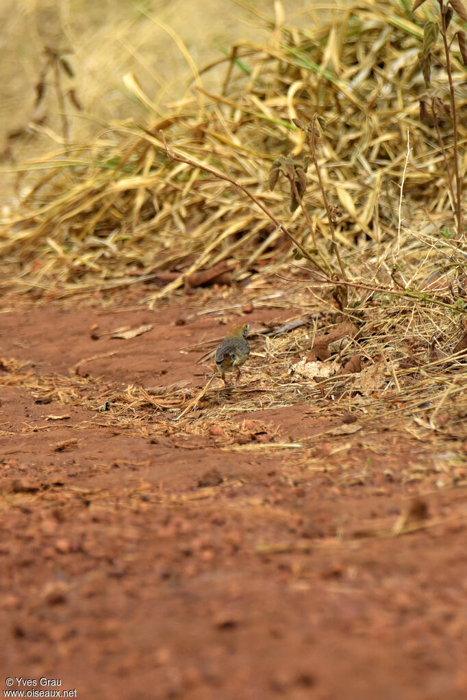 Long-tailed Cisticola