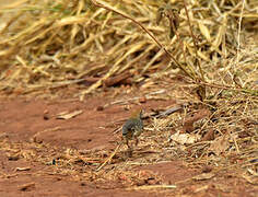 Long-tailed Cisticola