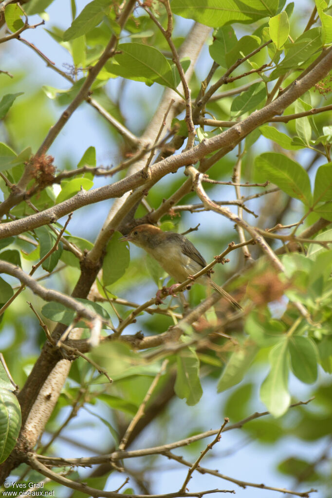 Long-tailed Cisticola