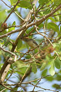 Long-tailed Cisticola