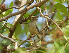 Long-tailed Cisticola