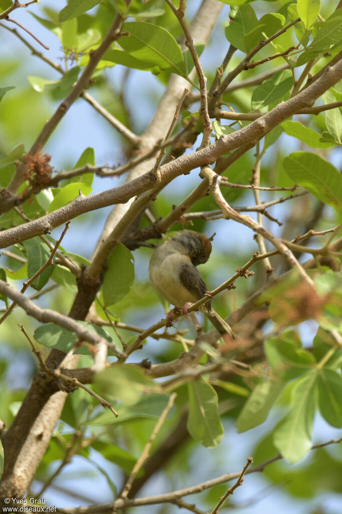 Long-tailed Cisticola