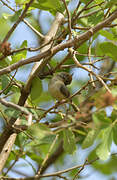 Long-tailed Cisticola