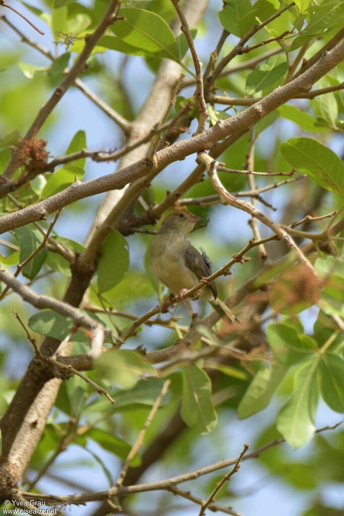 Long-tailed Cisticola