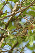 Long-tailed Cisticola