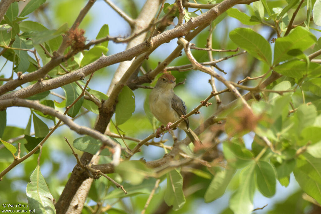 Long-tailed Cisticola