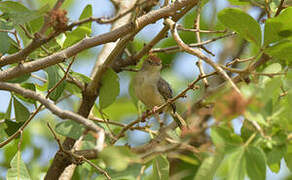 Long-tailed Cisticola