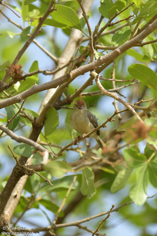 Long-tailed Cisticola