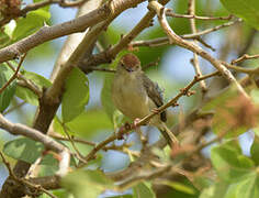 Long-tailed Cisticola