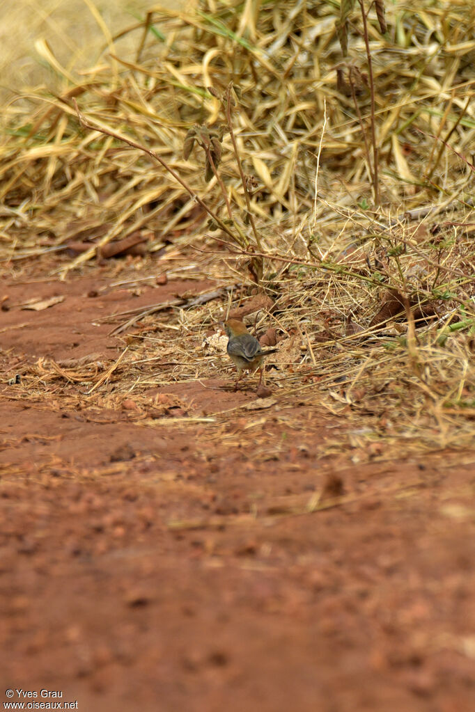 Long-tailed Cisticola