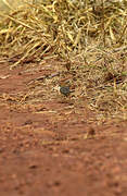 Long-tailed Cisticola