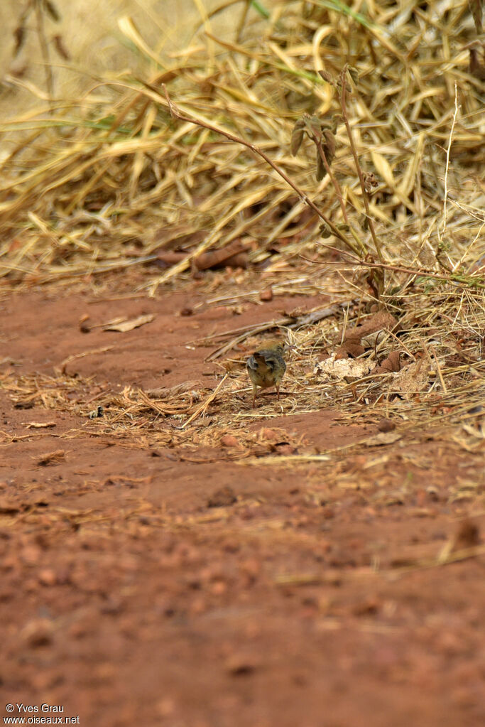 Long-tailed Cisticola