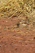 Long-tailed Cisticola