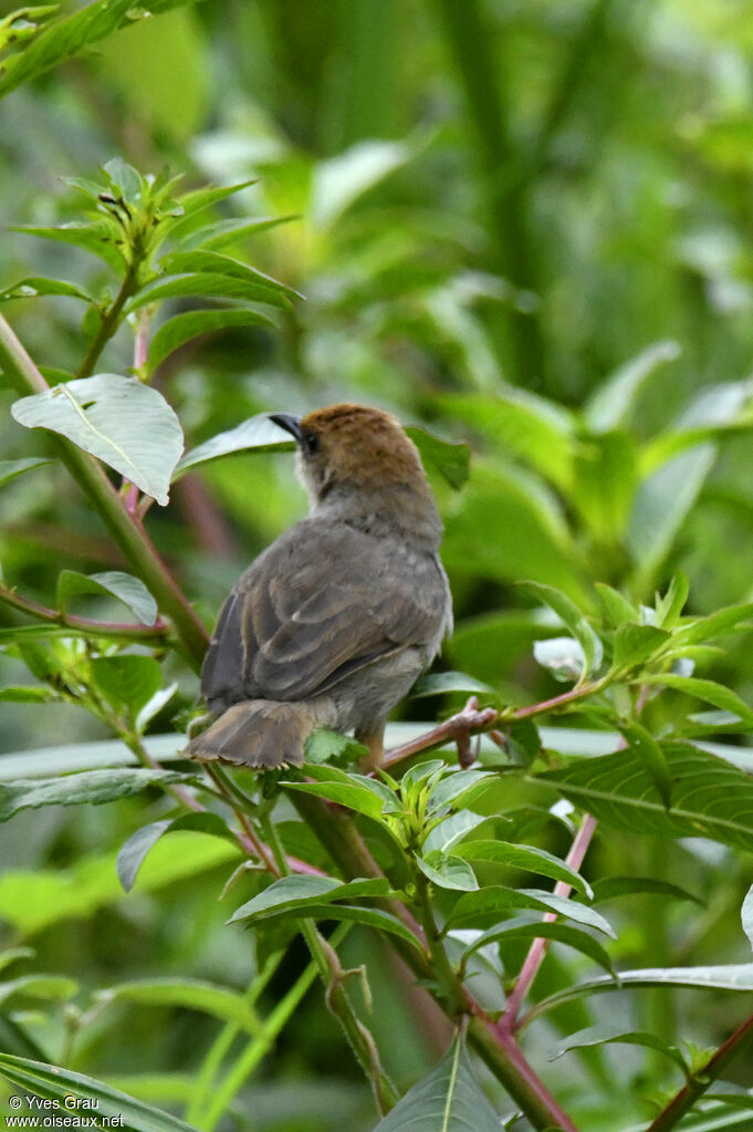 Carruthers's Cisticola