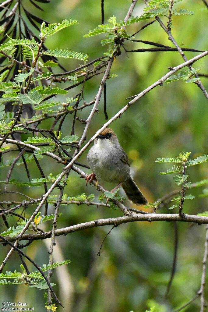 Carruthers's Cisticola