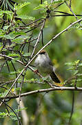 Carruthers's Cisticola